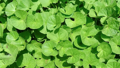 Brahmi – Superfood und ayurvedisches Wunderkraut