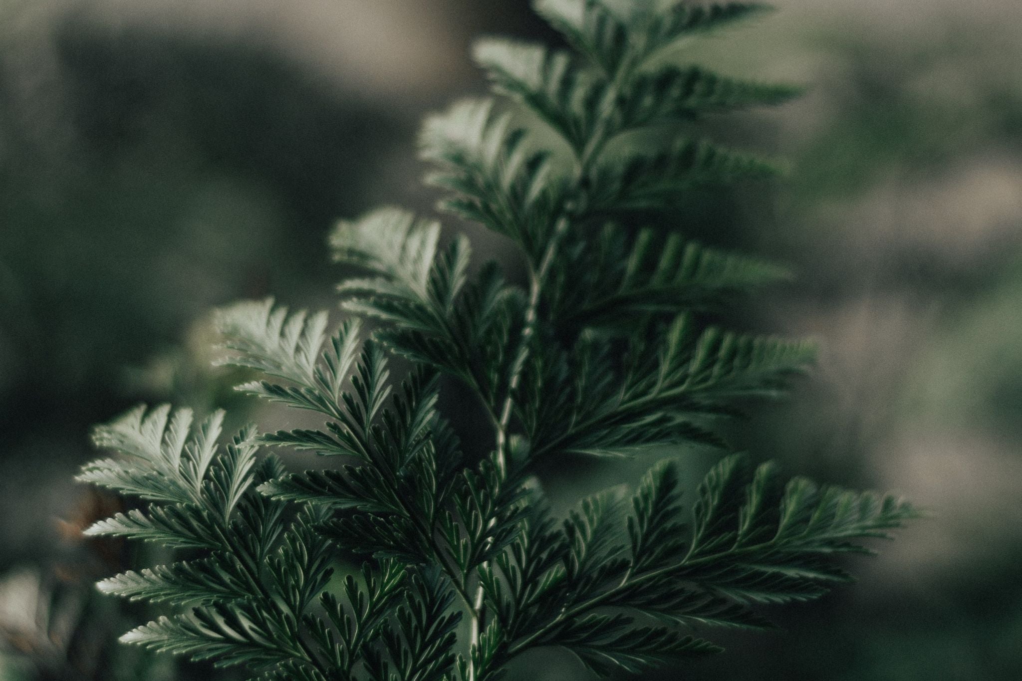 ayurvedische nahrungsergänzung, ayurvedische nahrungsergänzungsmittel