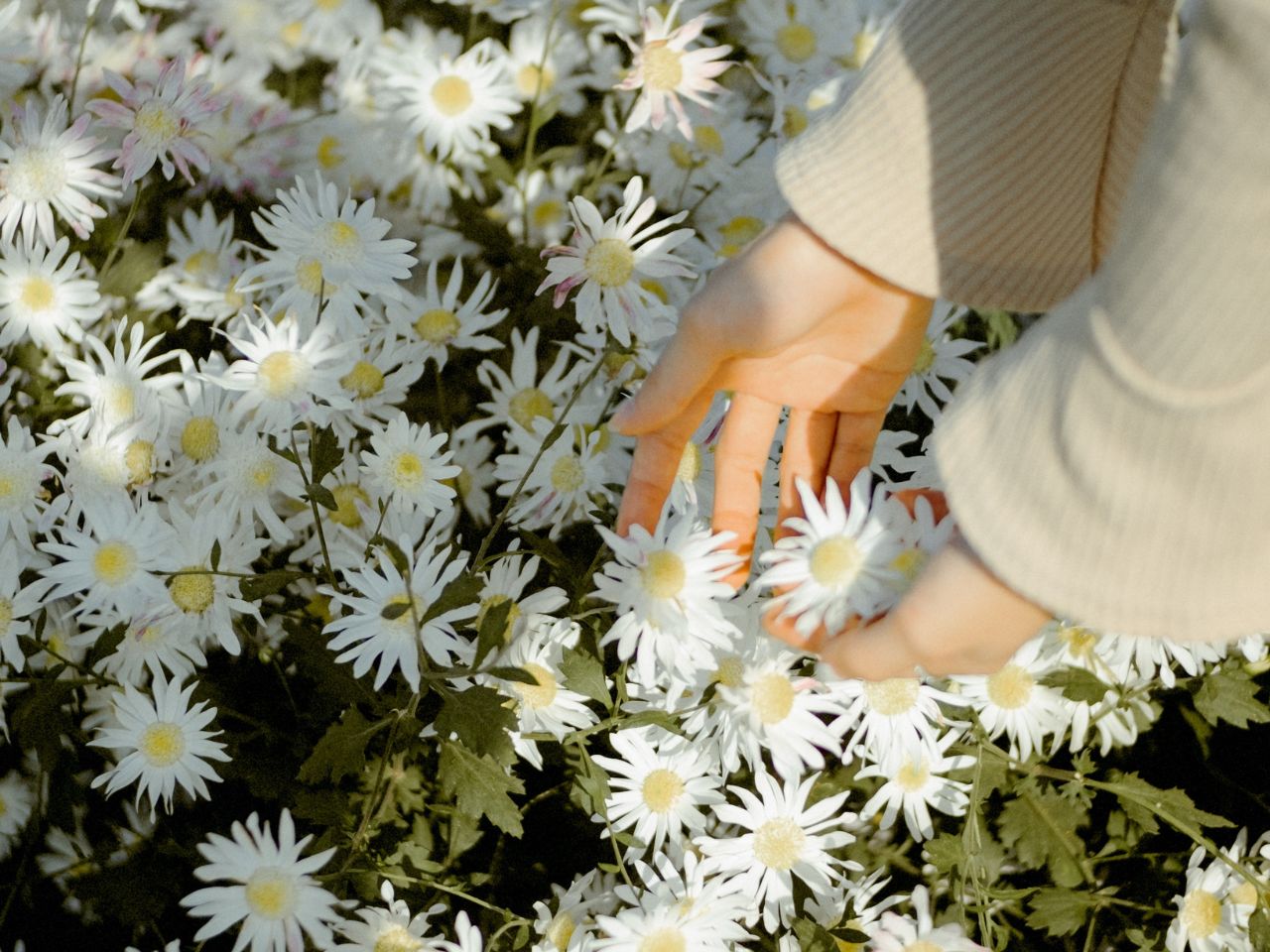 nature basics vegane supplements für deinen inneren und äußeren glow