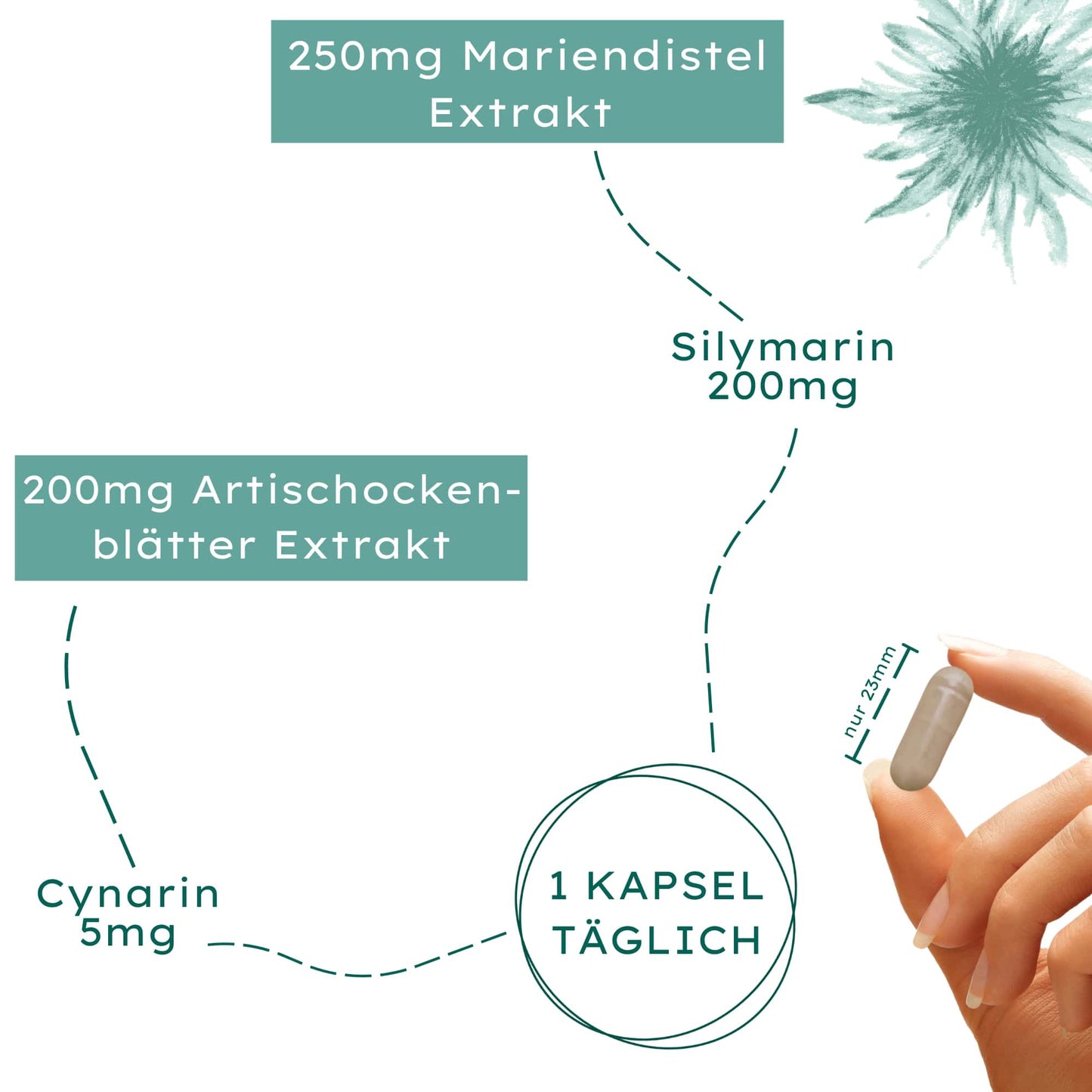 Mariendistel Komplex Kapseln